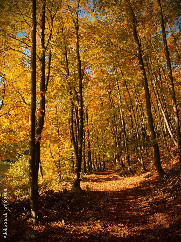 Fototapeta premium track in a forest