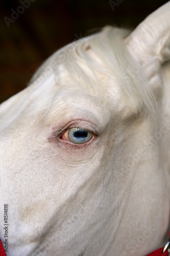 blue eye macro detail of a white horse