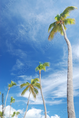 Palms against sky