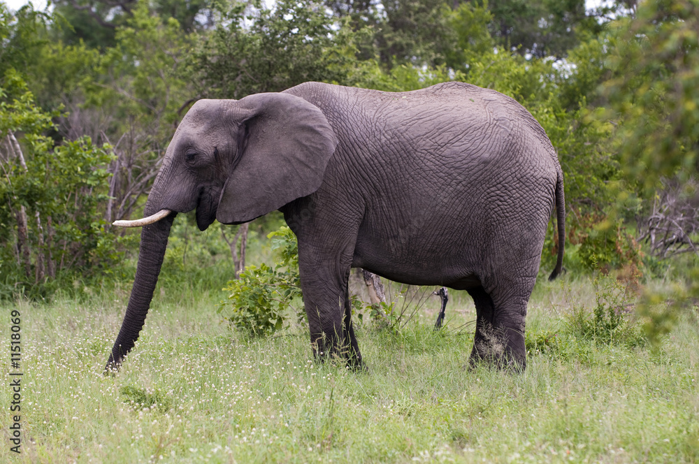 Fototapeta premium Young male elephant in Kruger park
