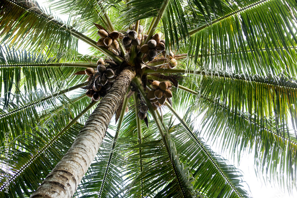 Obraz premium Palm Tree Background