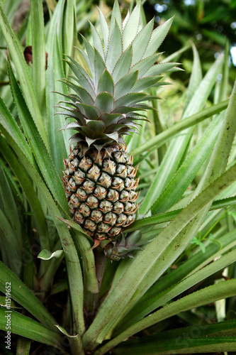 Pineapple Plant