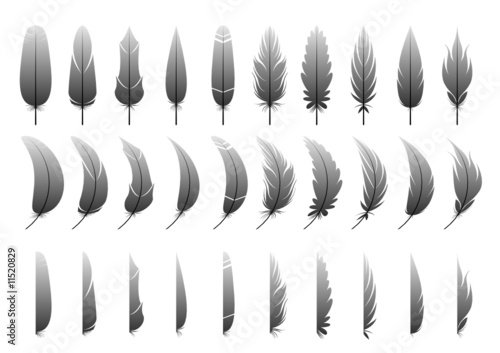 Variation of the feather
