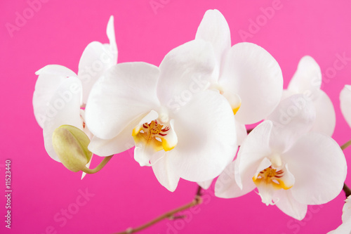 Fototapeta Naklejka Na Ścianę i Meble -  Beautiful pink orchid