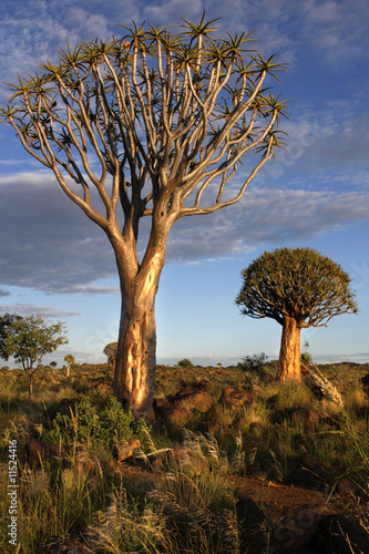Carta da parati Köcherbaum am Tag