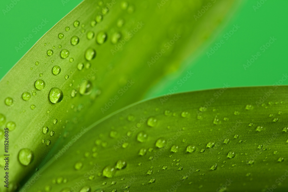 Two leaves Two leaves