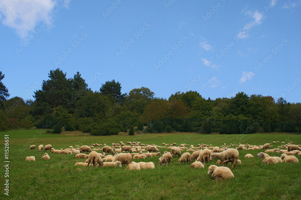 Obraz premium Sheep