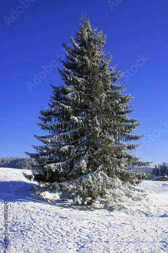 Weihnachtsbaum in freier Natur
