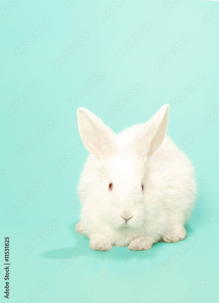 rabbit albino rabbit albino