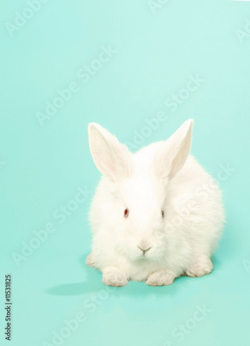 rabbit albino