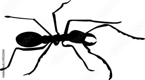 Ant