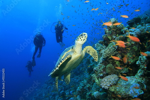 Turtle and Scuba Divers © Richard Carey