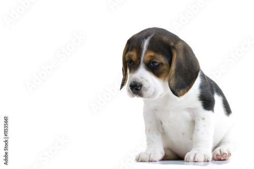 Beagle Puppy