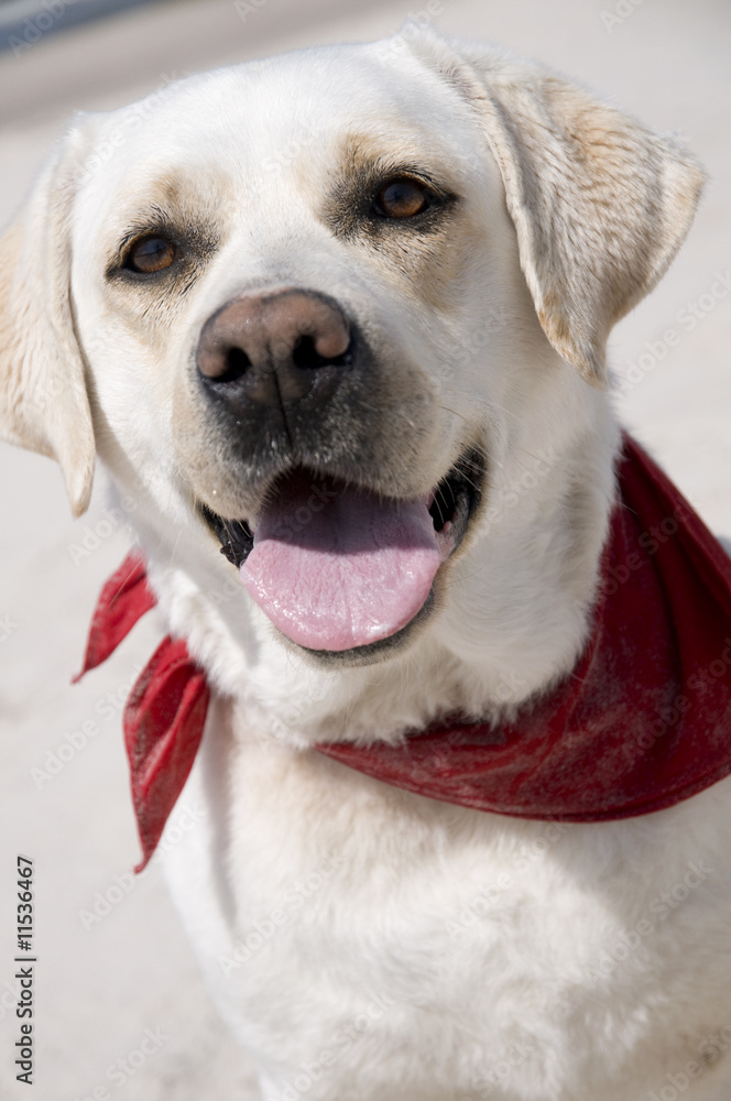 Labrador retriever Labrador retriever