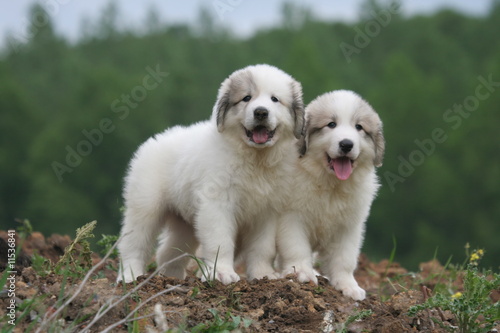 Obraz na płótnie duo de chiots montagne des pyrénées w salonie