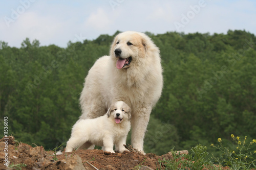 la pose fière du grand et du petit montagne des pyrénées