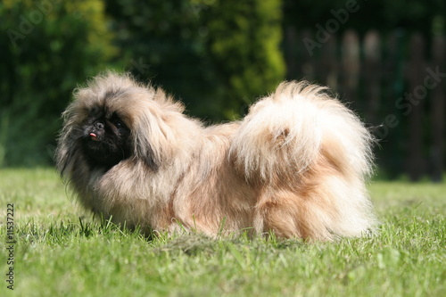 le regard surpris du pekinois dans le jardin