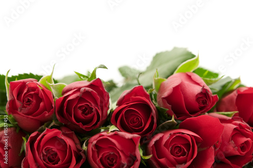 bouquet of red roses on white background
