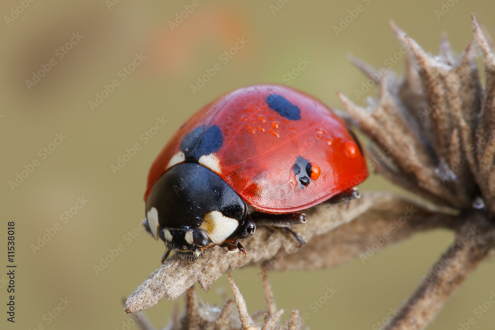 Obraz premium Ladybug sitting on an old flowers