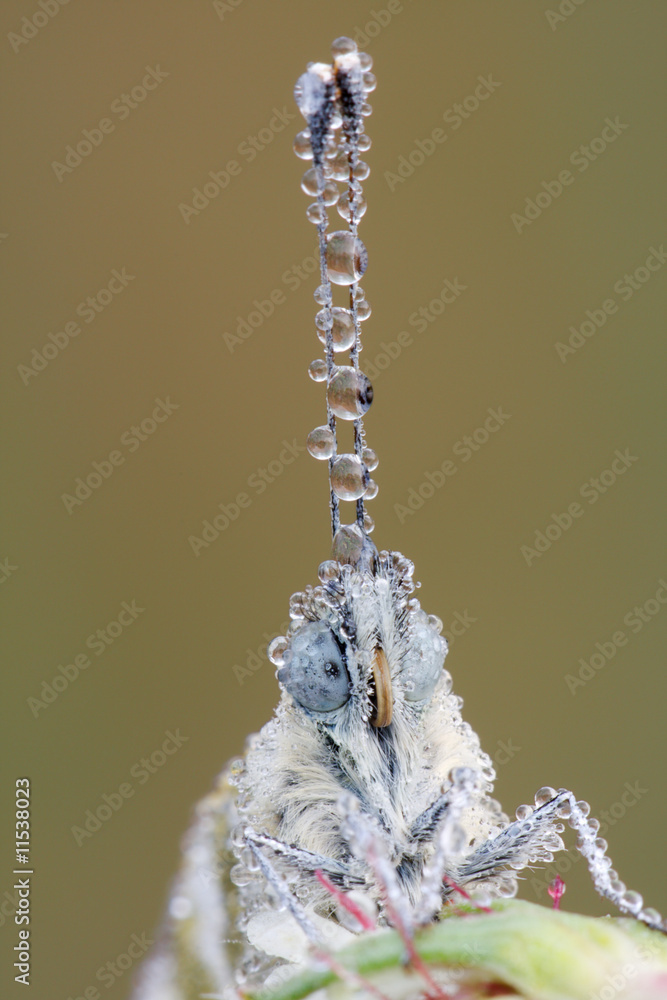 Fototapeta premium Isolated supermacro butterfly with waterdrops