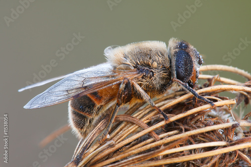 Macro fly sitting on a flower