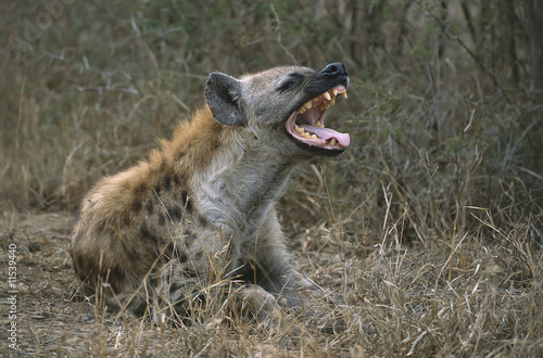 Obraz na plátne Hyena laughing
