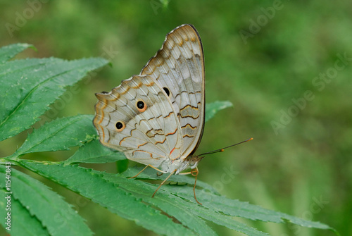 Anartia jatrophae Linnaeus photo