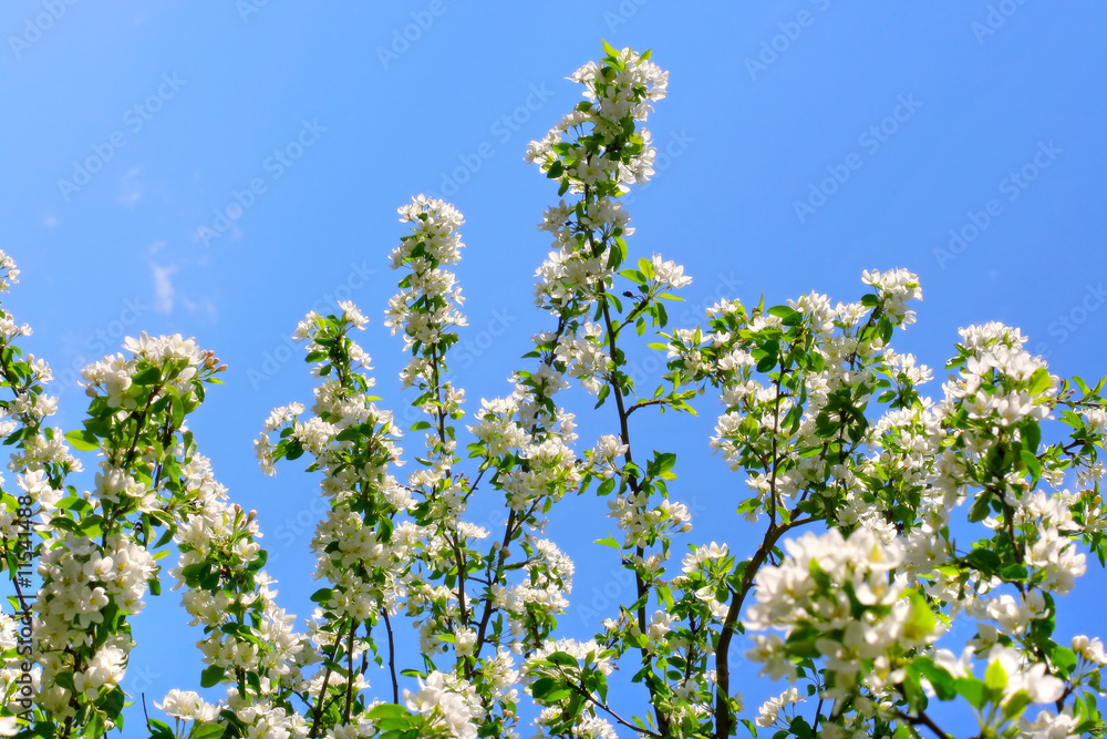 apple tree flowers