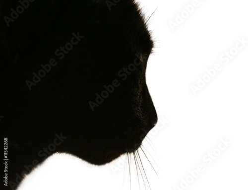 Katze