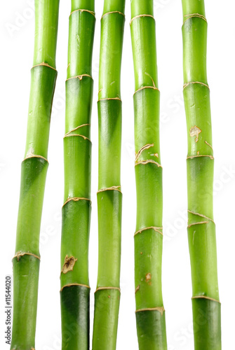 bamboo 9