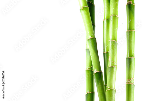 Fototapeta Naklejka Na Ścianę i Meble -  bamboo 11