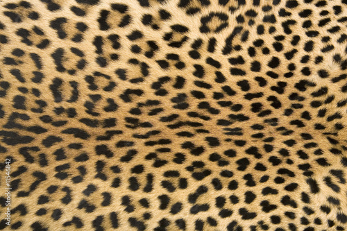 Skin's texture of leopard XXL size