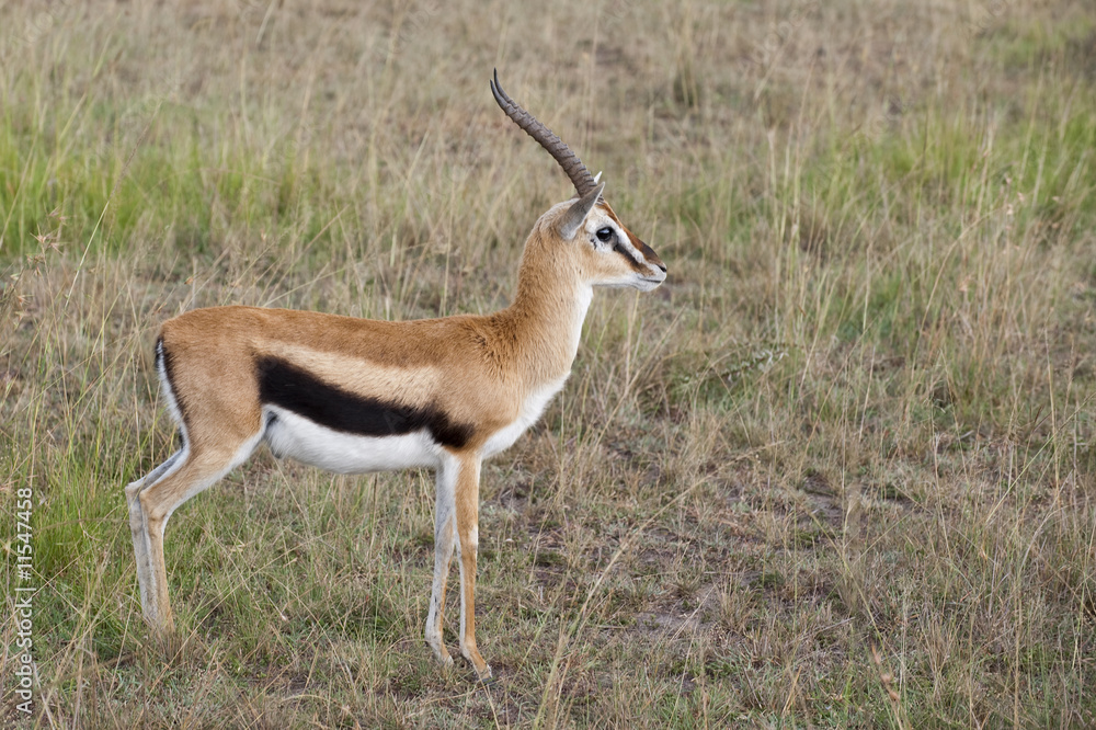 Thompson's gazelle Thompson's gazelle