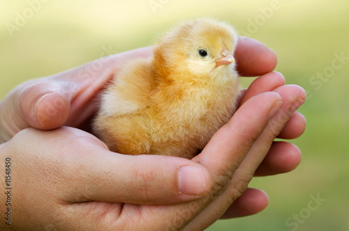 Adorable chick protected by hands