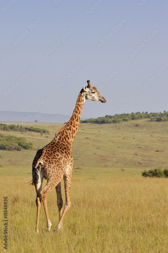 Obraz premium giraffe