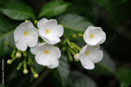 Frangipani (Plumeria)