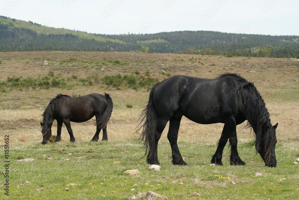 Fototapeta premium chevaux de type frison