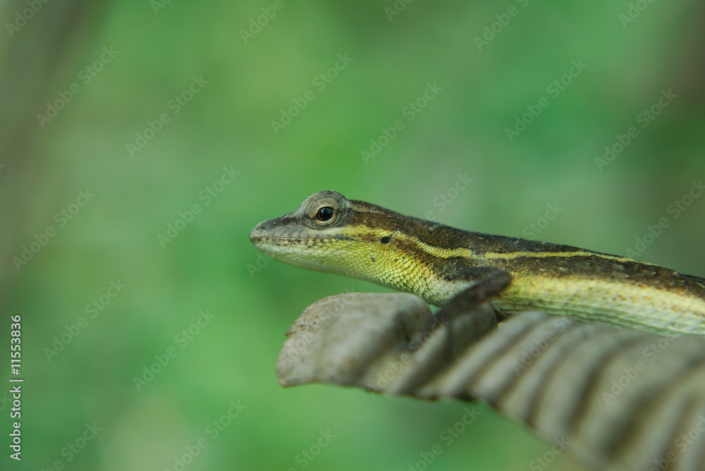 anolis auratus (polychrotidae, sauria) anolis auratus (polychrotidae, sauria)