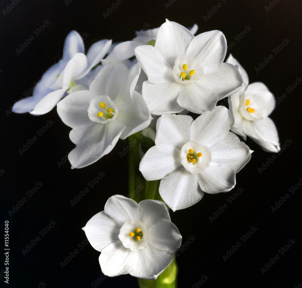 Fototapeta premium Stalk of Paperwhites