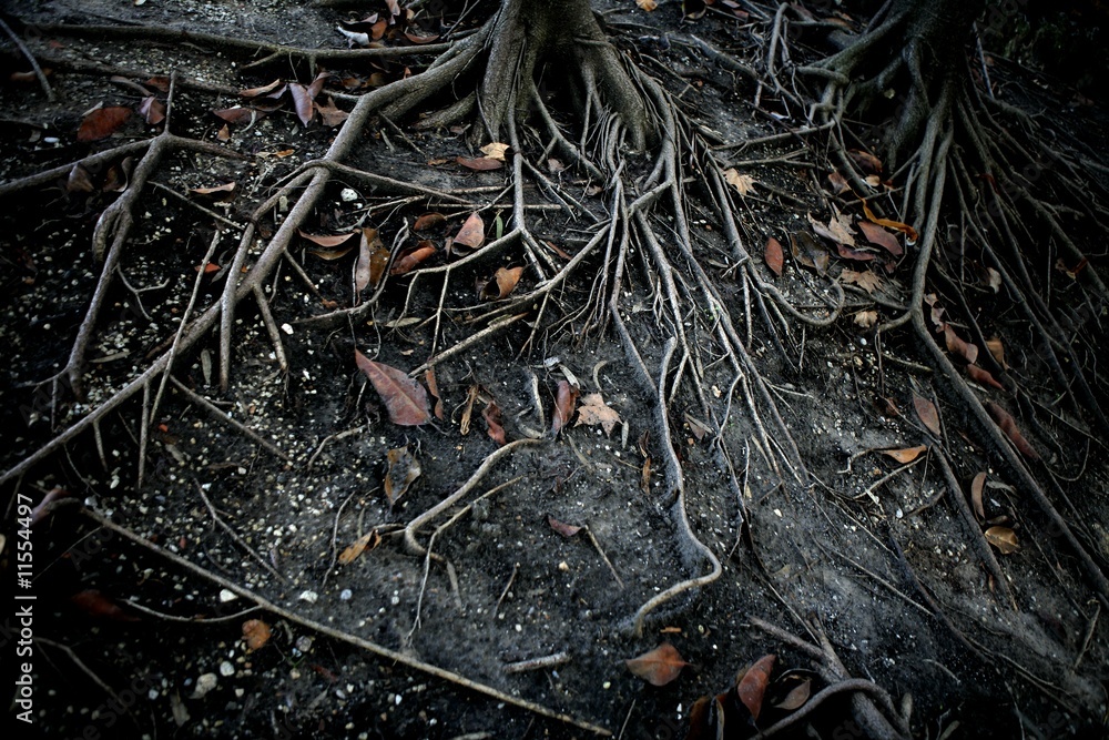 Dark black tree roots over surface, terror Dark black tree roots over surface, terror