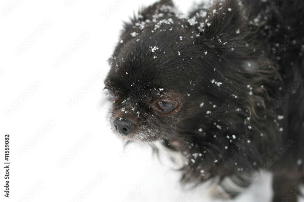 Naklejka premium Chihuahua in snow