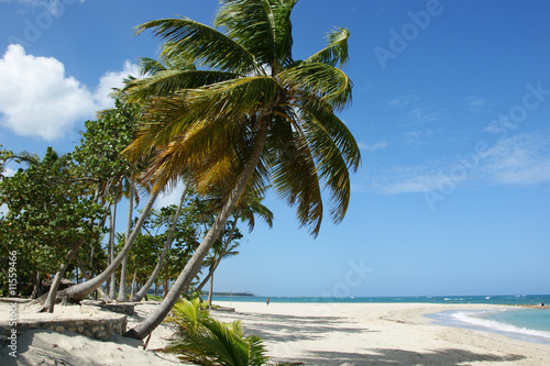 Palms On The Beach