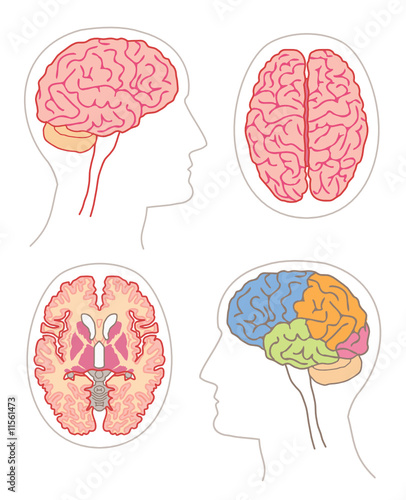 Anatomie - Cerveau 2