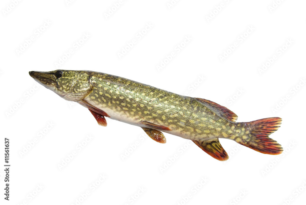 Fototapeta premium pike