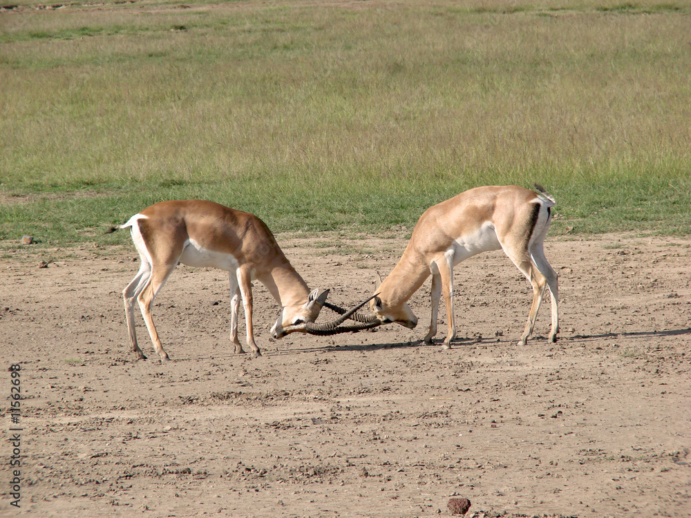 Fighting impala Fighting impala