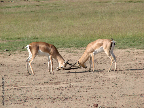 Fighting impala