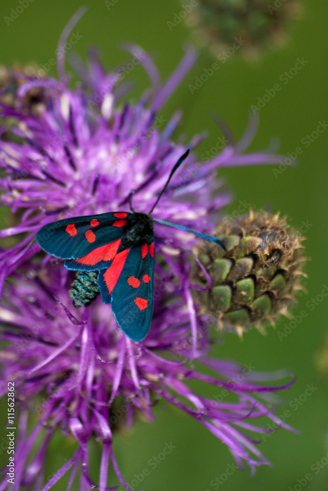 Obraz premium Zigaenid Moth