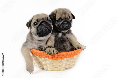 Two pug puppies in basket. © B.Stefanov