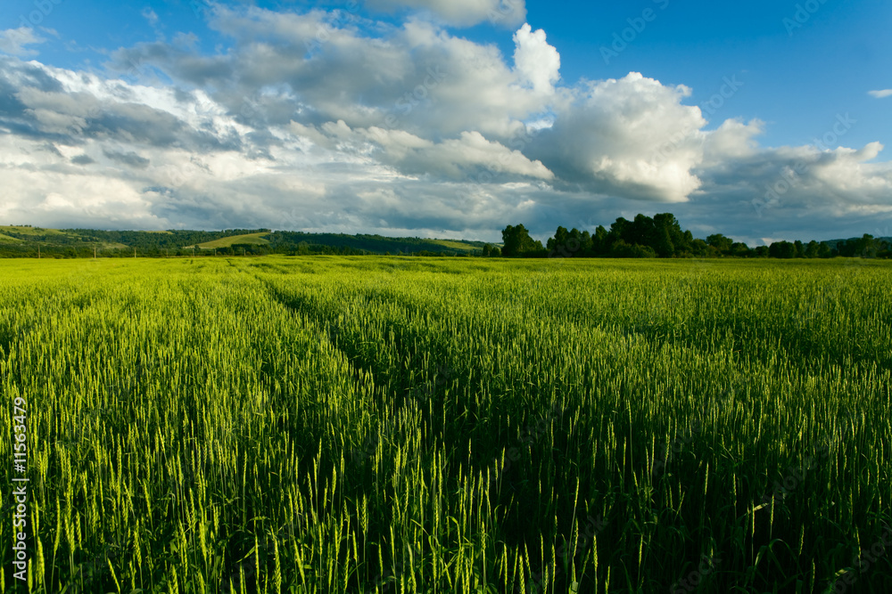 wheaten field