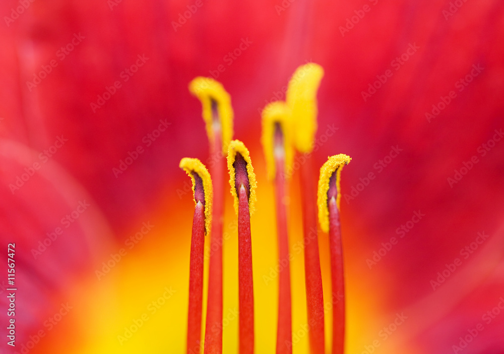 Fototapeta premium Day Lily